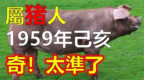 屬豬坐向|【屬豬坐向】揭秘！屬豬最佳住房坐向，旺運又聚財！